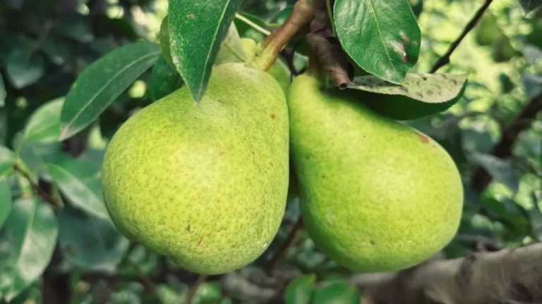 Why you should add pears to your daily diet this season, according to Ayurveda Why you should add pears to your daily diet this season, according to Ayurveda