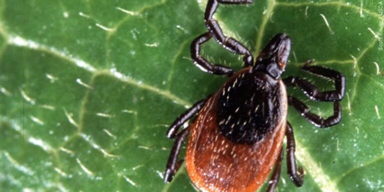 Wisconsin health officials warn of rising cases of deer tick Wisconsin health officials warn of rising cases of deer tick