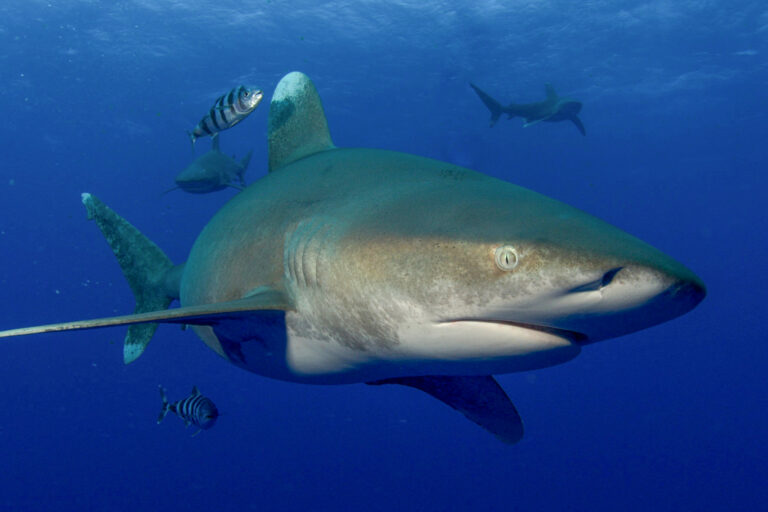 Oceanic whitetip shark (Carcharhinus longimanus), listed by the IUCN as a critically endangered species.