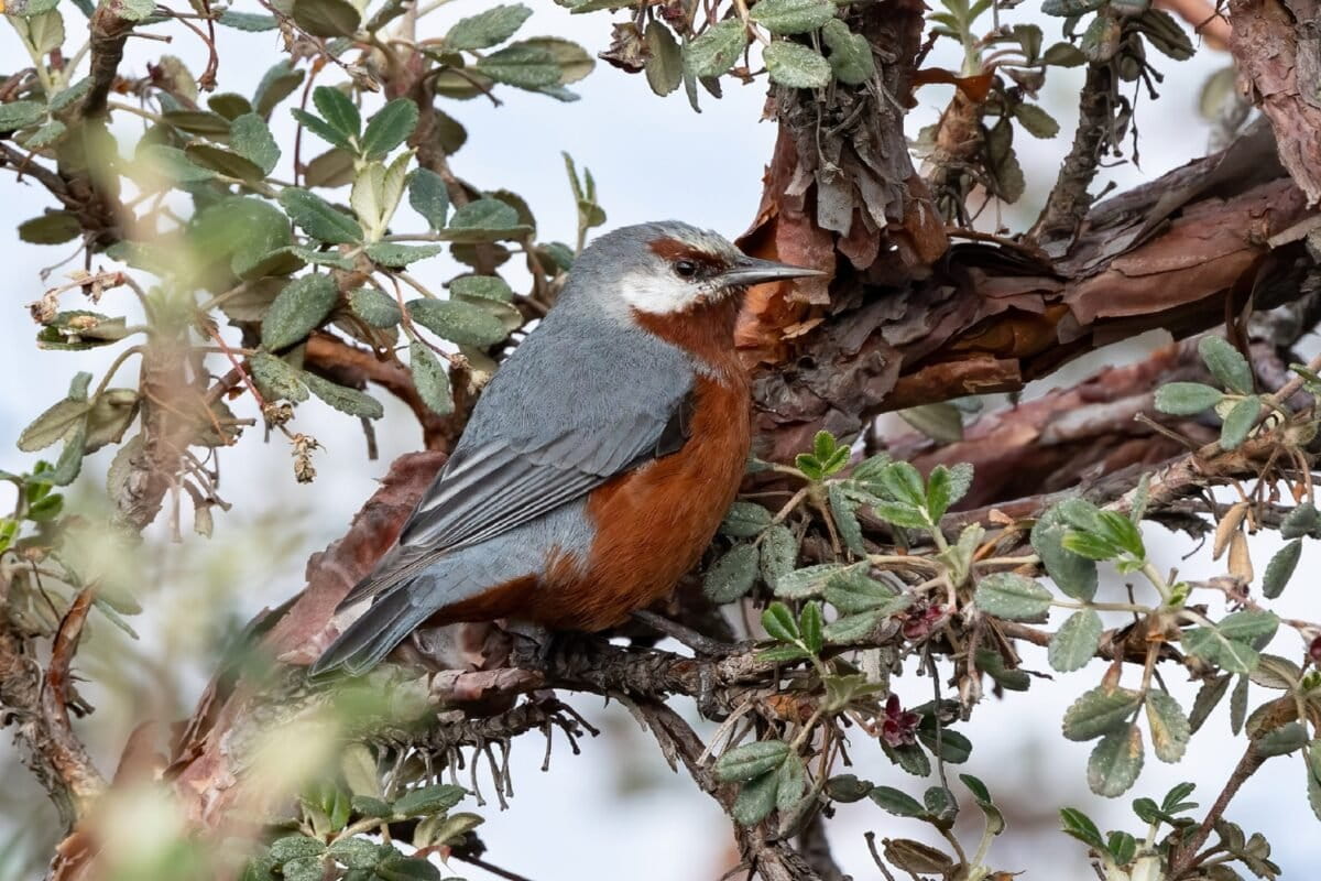 Giant conebird in Peru.