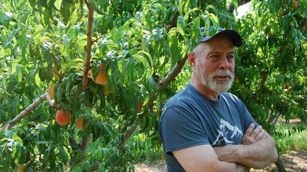 Bruce Talbott in one of his orchards in Palisade, Colorado. Talbott Farms is one of Colorado’s most productive peach growers.