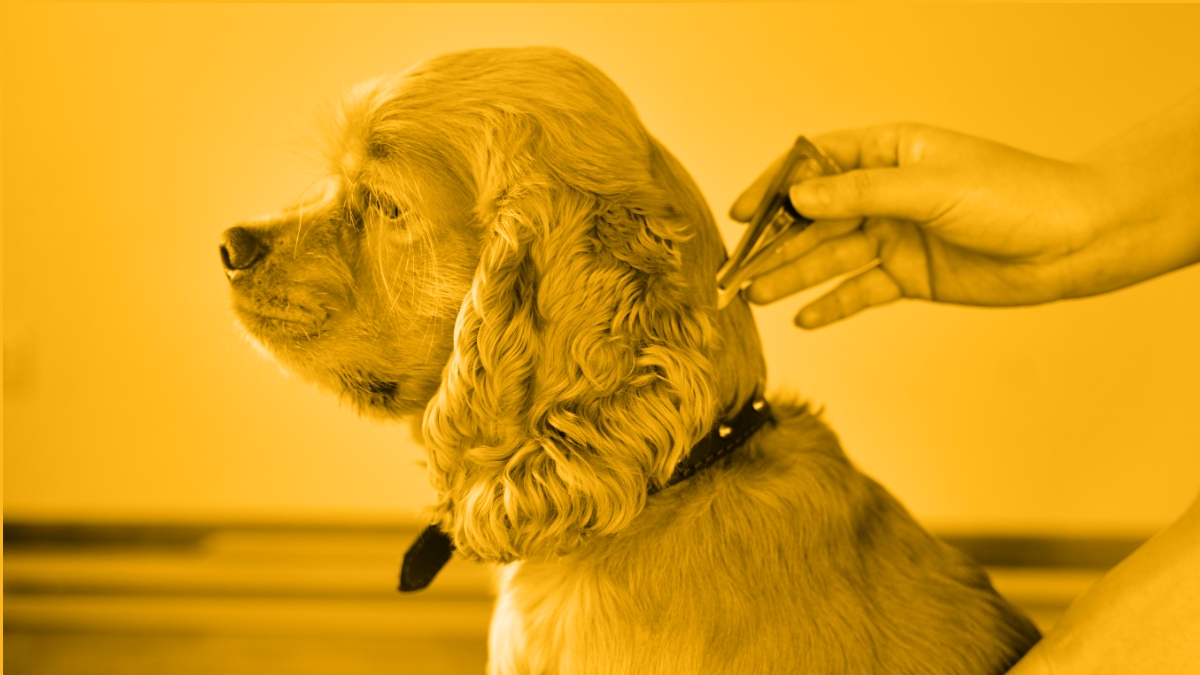 Is Premises Flea and Tick Control Still Needed?