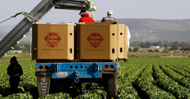 Cyclospora outbreak tied to iceberg lettuce now linked to 15 states, CDC says Cyclospora outbreak tied to iceberg lettuce now linked to 15 states, CDC says