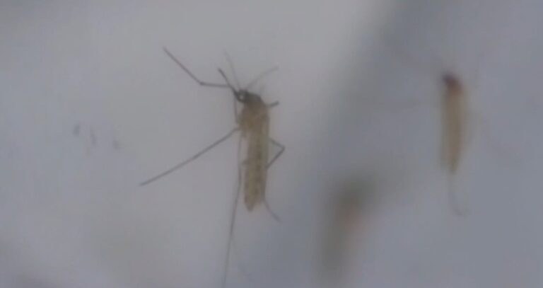 Douglas County reports first human West Nile virus case of the summer season