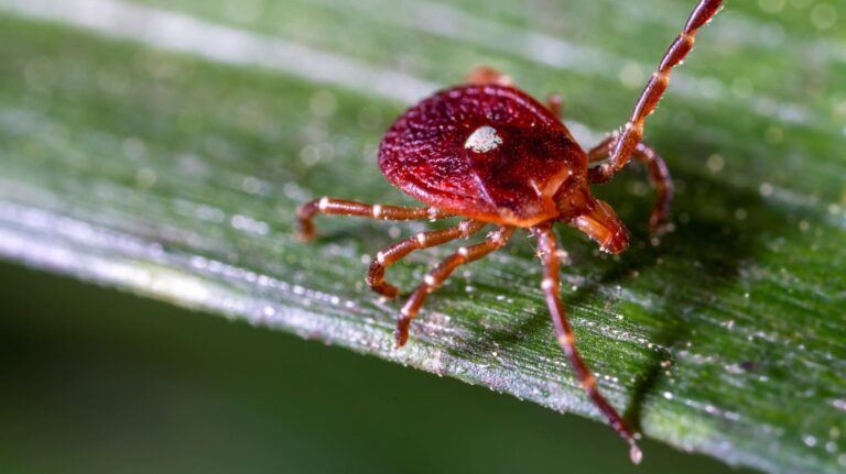 Ticks increasingly threaten the health and livelihood of ranchers Ticks increasingly threaten the health and livelihood of ranchers