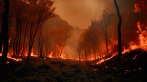 Why is it difficult to put out forest fires? Here are 8 causes