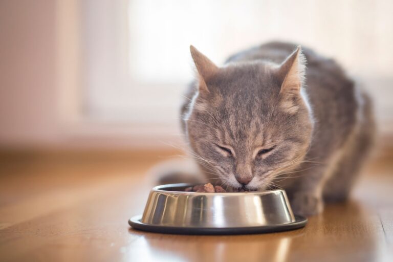 10 Best Wet Cat Foods in 2026, Recommended by Vets