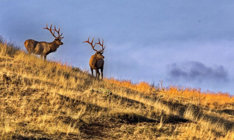 Tips from an Elk Guide: Learn to Pattern the Herd and You’ll Find Big Bulls Tips from an Elk Guide: Learn to Pattern the Herd and You'll Find Big Bulls