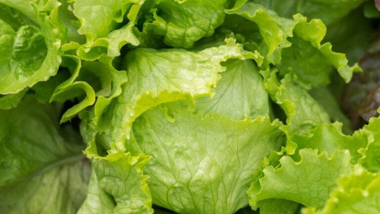 Is it safe to eat lettuce yet? What to know as cyclosporiasis outbreak lingers