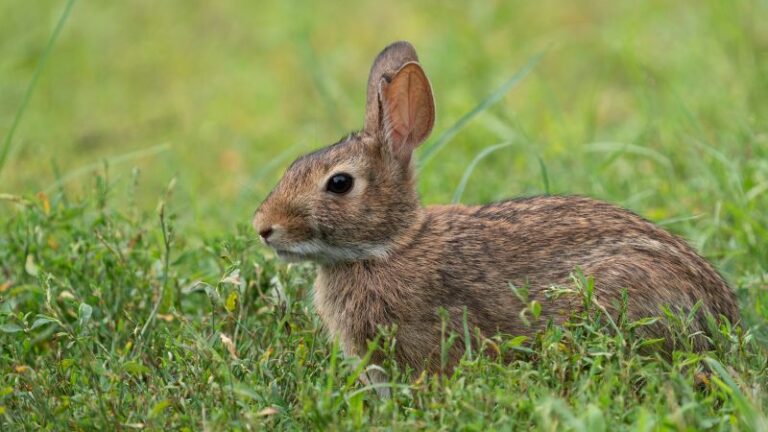 Cases of rare tick-borne ‘rabbit fever’ suspected in New York Cases of rare tick-borne ‘rabbit fever’ suspected in New York
