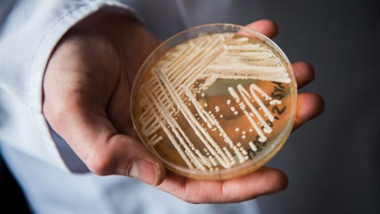 What to know about Candida auris, a fungus contaminating healthcare spaces