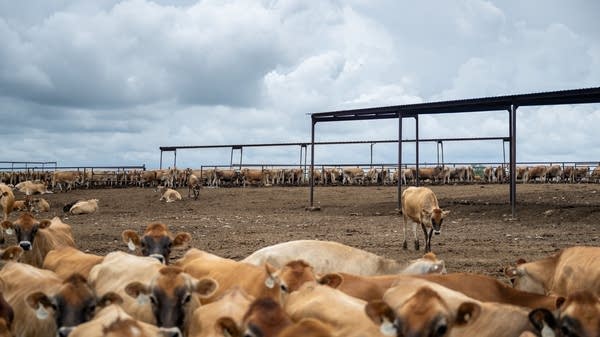 A cattle herd in Hamilton, Texas. Herd sizes have not shrunk this low in the U.S. since the 1950s.