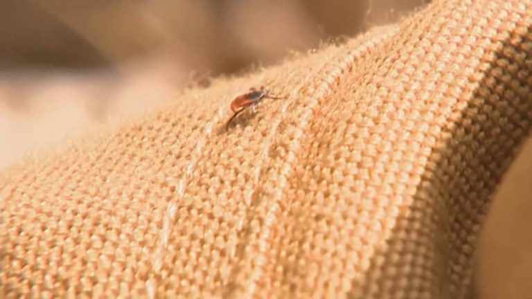 Health officials say Rhode Island man diagnosed with Powassan virus disease