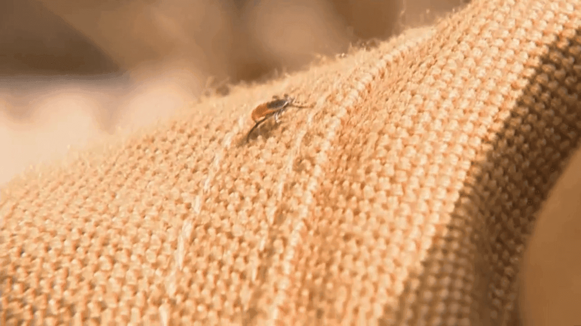 Expert warns of early tick season in Southern New England