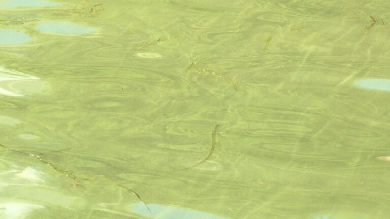 Health officials warn of harmful algal blooms on Canandaigua and Finger Lakes