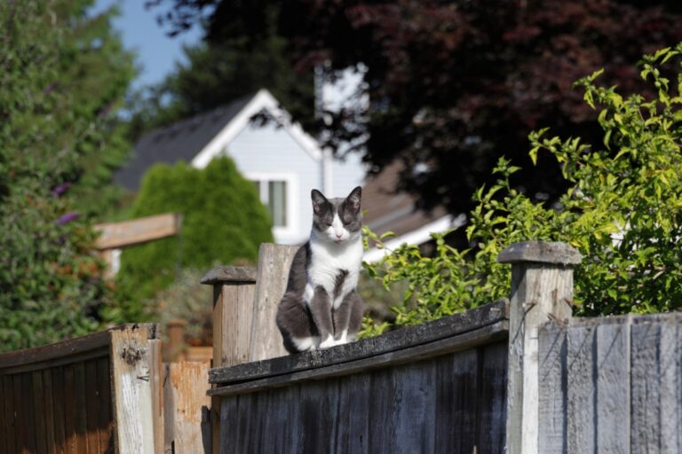 Richmond animal rescue warns of fatal cat disease Richmond animal rescue warns of fatal cat disease
