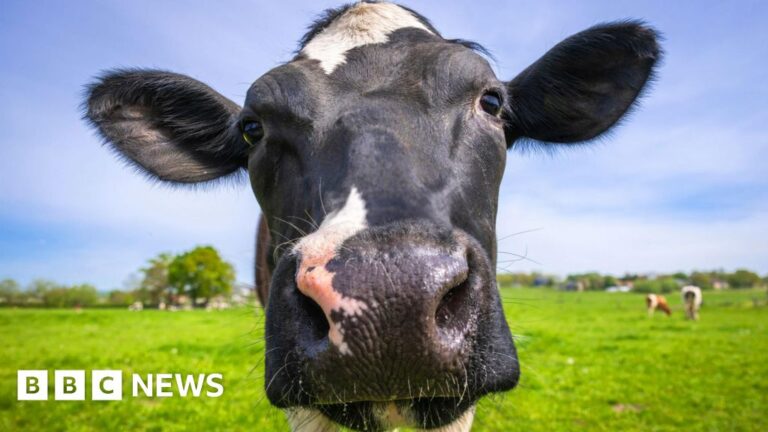 Mad cow disease case confirmed at farm in Dumfries and Galloway Mad cow disease case confirmed at farm in Dumfries and Galloway