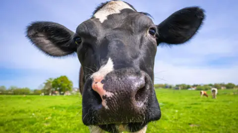 Getty Images A black and white cow standing in a field on green grass