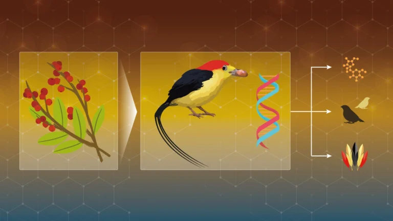 From fruits to feathers: how a fruit-rich diet shaped the evolution of manakins From fruits to feathers: how a fruit-rich diet shaped the evolution of manakins