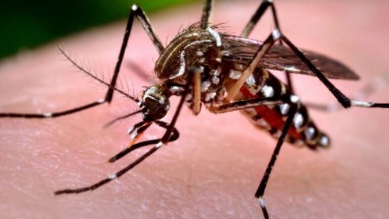 Butte County Public Health urges mosquito precautions after first West Nile death this year