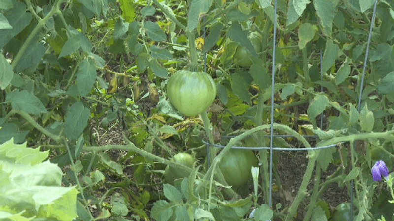 A ripe tomato in the garden .png