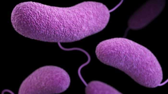 What you need to know about the rise of Vibrio vulnificus infections in Louisiana What you need to know about the rise of Vibrio vulnificus infections in Louisiana