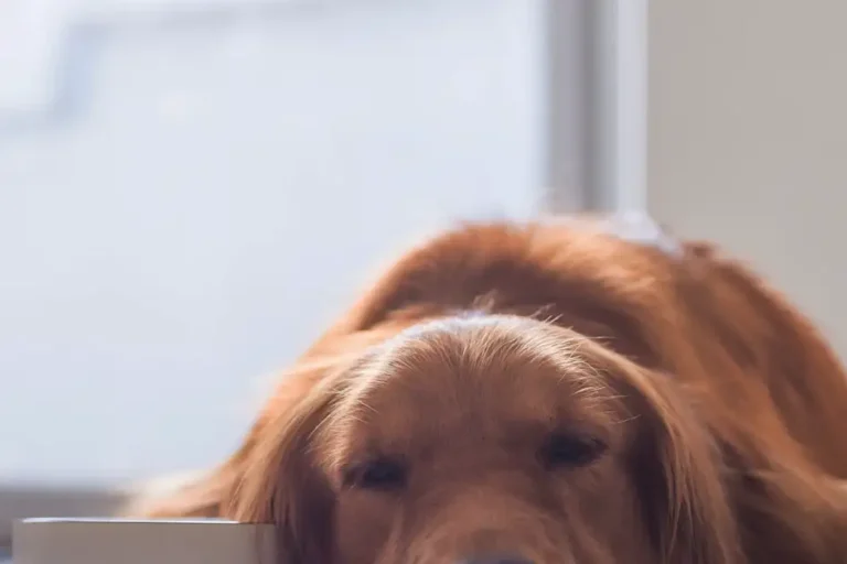 Summers in UAE: The biggest nutrition mistakes dog owners make Summers in UAE: The biggest nutrition mistakes dog owners make