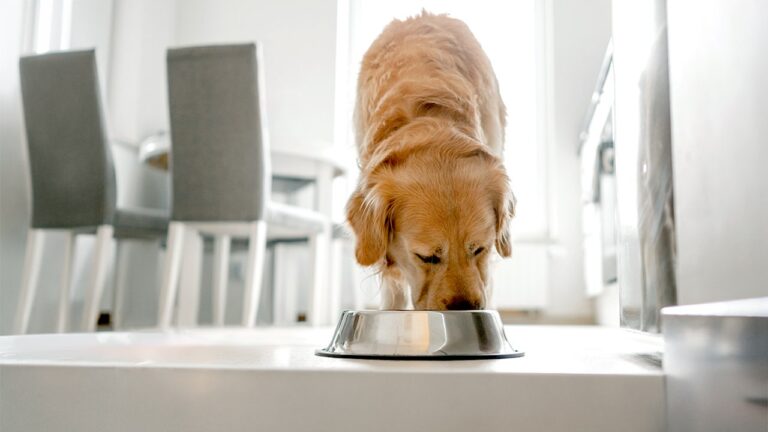 Nearly 2,000 pounds of pet food recalled over salmonella, listeria risk