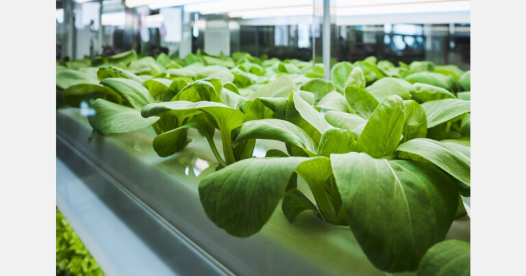 Using hydroponics to promote healthy eating