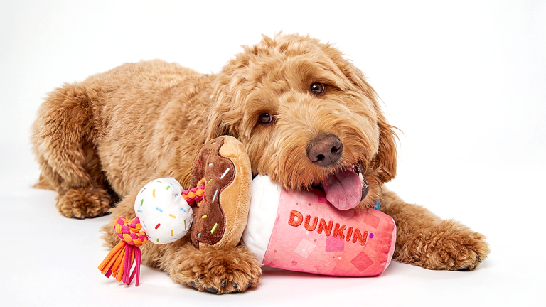 Dunkin' opened its first-ever dog drive-thru with treats and toys for pups on National Dog Day