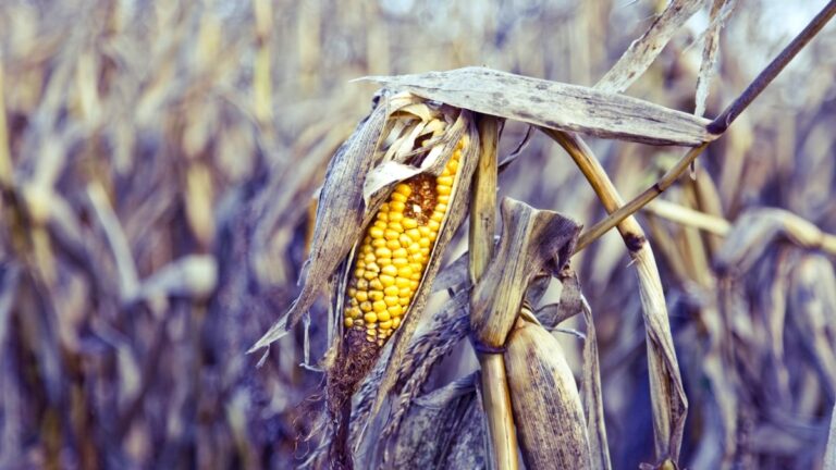 The World’s Vegetables Are Vanishing, And It’s Quietly Wrecking Our Diets The World's Vegetables Are Vanishing, And It's Quietly Wrecking Our Diets