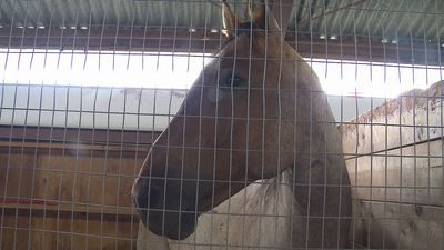 Horse named Remi at BC Fair.jpeg