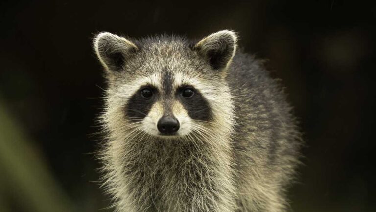 Franklin County Public Health reports new rabies cases in Northern New York