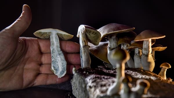 Psychedelics like magic mushrooms, LSD, and molly still remain Schedule I drugs.