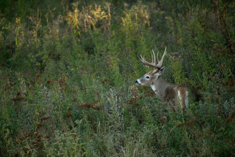 35 Nuggets of Deer Hunting Wisdom to Read Before the Season