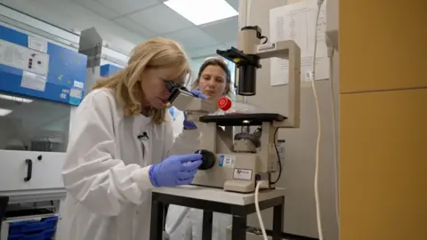 BBC A white woman, with fair shoulder-length hair looks into a microscope in a laboratory. She is wearing a white lab coat and blue latex gloves. Her colleague observes in the background.