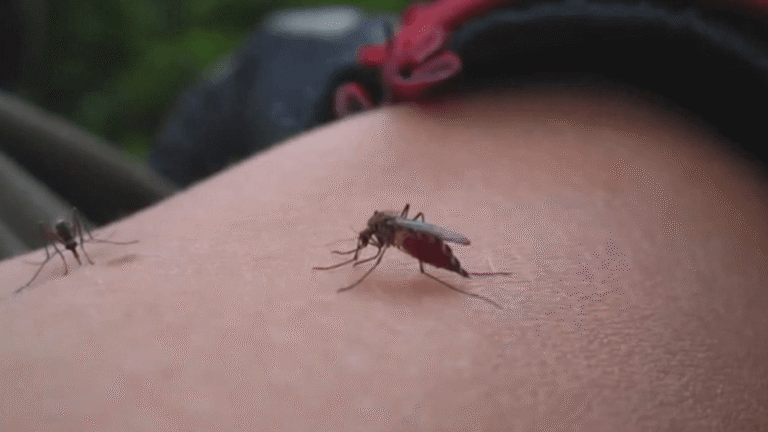 DPH confirms 2 human cases of the West Nile Virus in Myrtle Beach DPH confirms 2 human cases of the West Nile Virus in Myrtle Beach