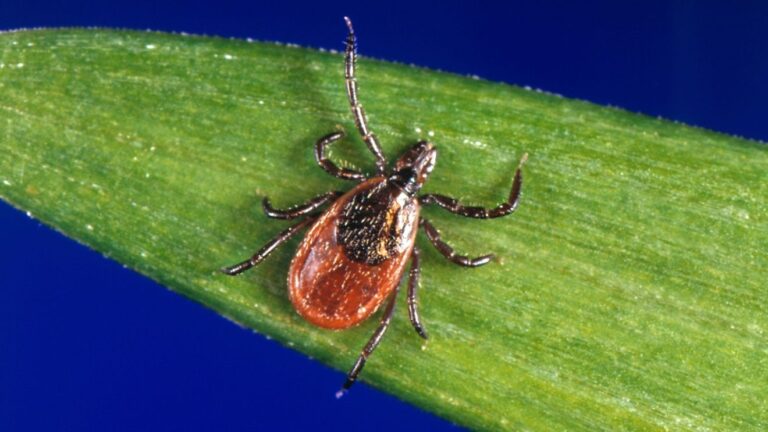 Maine reports fourth case rare tick Maine reports fourth case rare tick