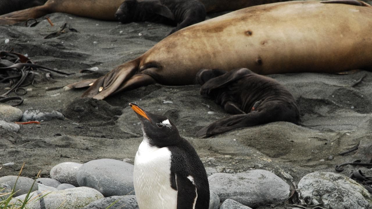 Seals and a penguin