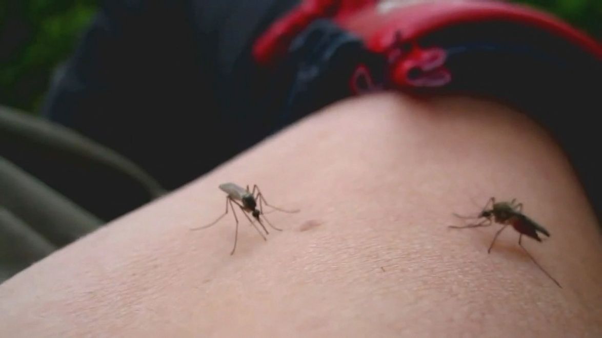 If you're going outside this weekend, prepare for more mosquitoes