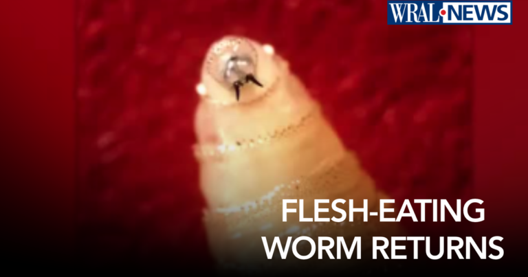A flesh-eating parasite is back in the U.S. after nearly 60 years. Here’s what it means for NC A flesh-eating parasite is back in the U.S. after nearly 60 years. Here's what it means for NC
