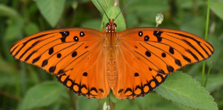 Some tropical butterflies live surprisingly long lives. Is it their high