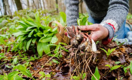 Person foraging in the woods for wild onions