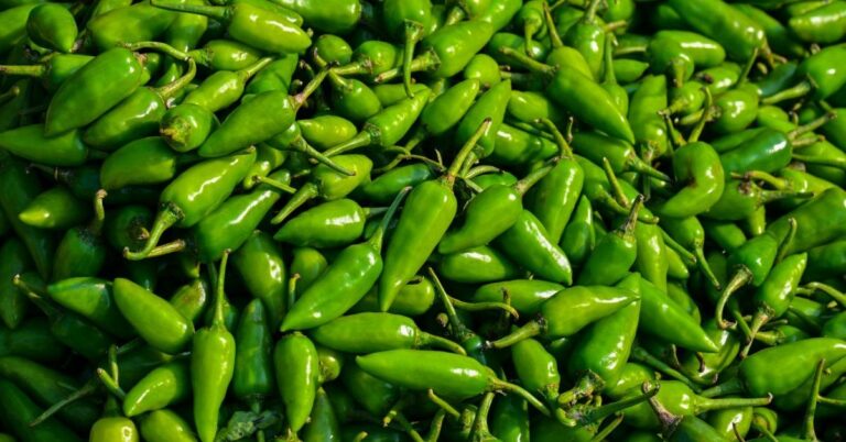 Salmonella Outbreak: Taylor Farms Recalls Salsa, Jalapeño Products