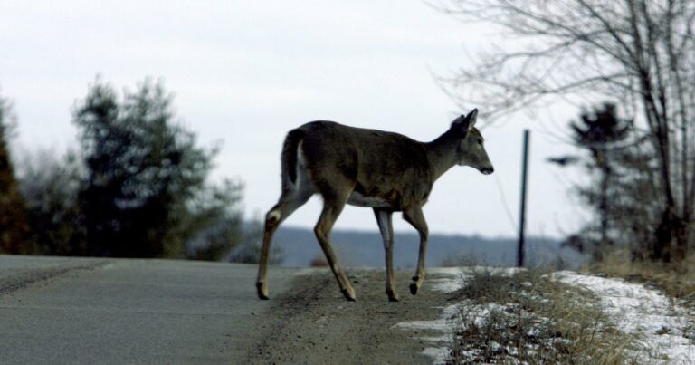 Chronic wasting disease found among farmed deer in 3 Michigan counties