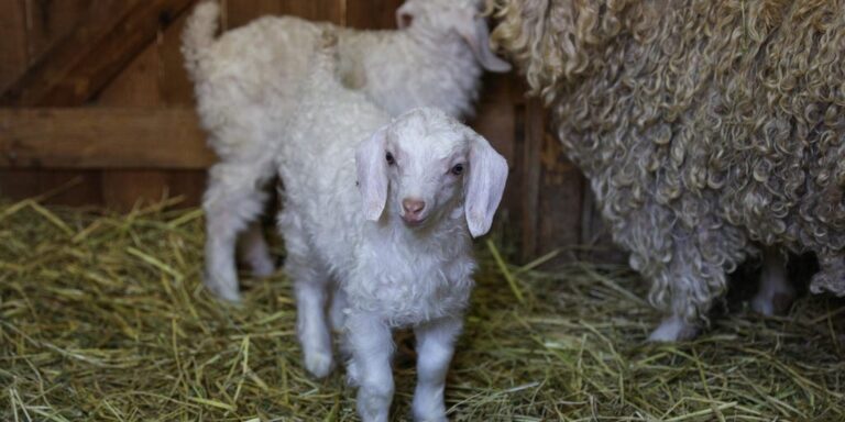 Baby goats test positive for rabies as officials seek people who may have been exposed