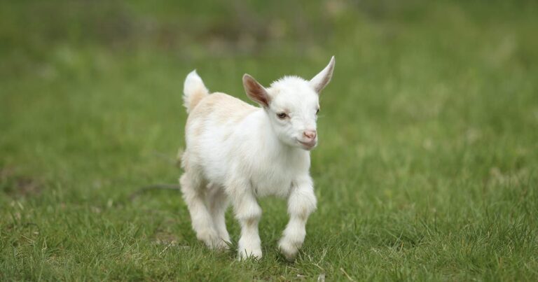 North Carolina warns mobile petting zoo visitors of rabies exposure after baby goats test positive