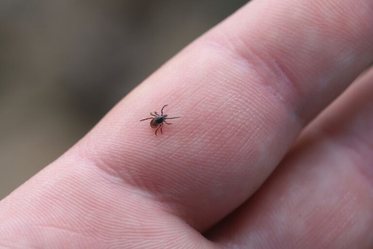 The First At-Home Test for Infected Ticks Could Improve Lyme Disease Diagnosis