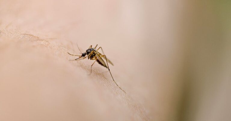 New Yorker tests positive for West Nile virus, NYC health department says