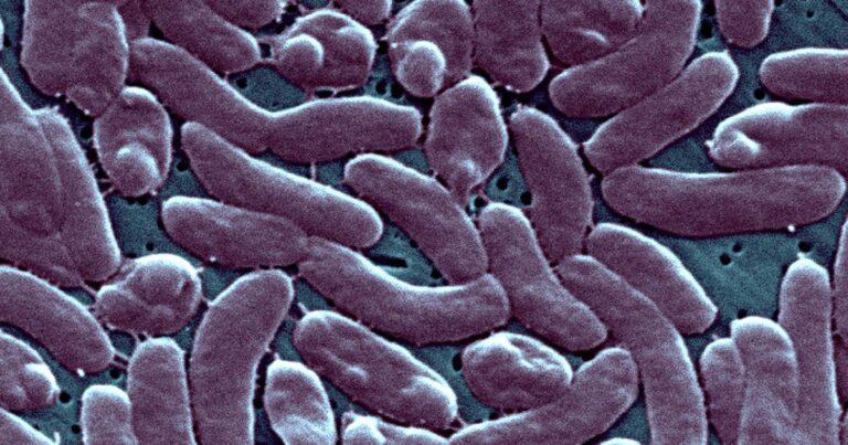 Flesh-eating bacteria kill at least 7 along Gulf Coast. Here’s how to protect yourself. Flesh-eating bacteria kill at least 7 along Gulf Coast. Here's how to protect yourself.